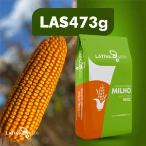 Semente de Milho Hibrido LAS473g